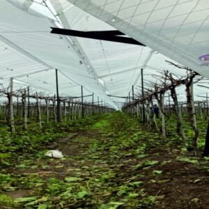 Plant Protection Sheets/portable Fruit Ripening Chambers