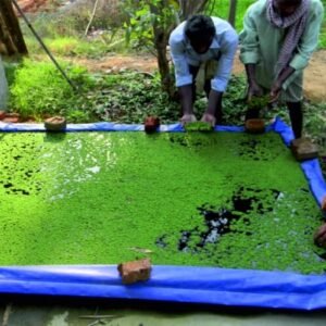 Azolla Beds