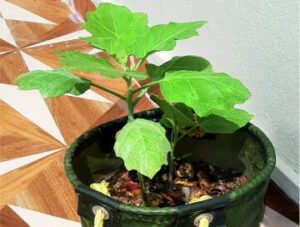 AppV7x0Rs66eIiEXs7qTHbtXqX5wwwbb9zs1VUuz