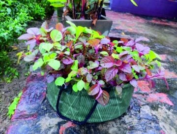 D7eSs4rpn2ckBDlMRgiQK3s9q9lzyb3PnGLg14kS